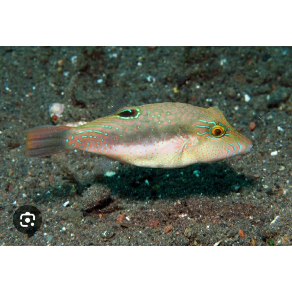 

IKAN HIAS LAUT BUNTAL PALENTIN