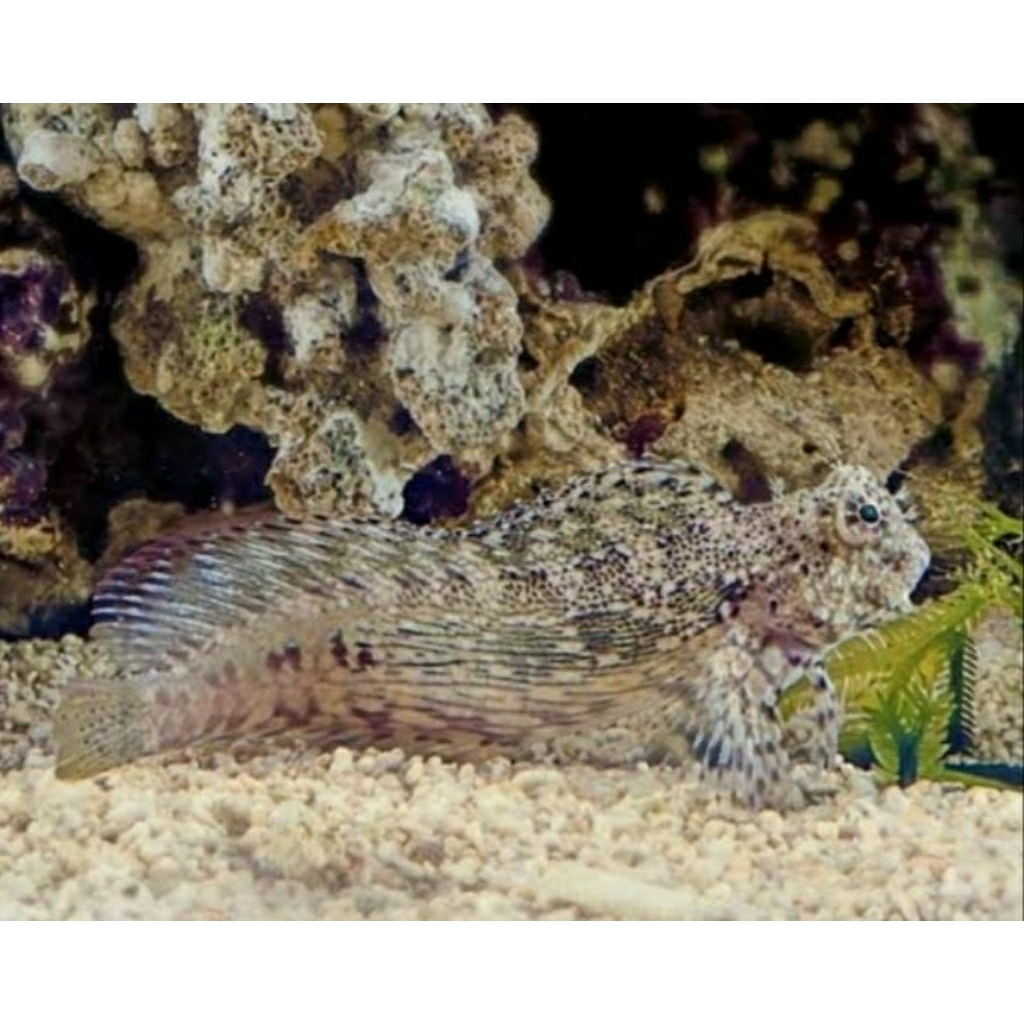 IKAN HIAS LAUT JABING GLODOG