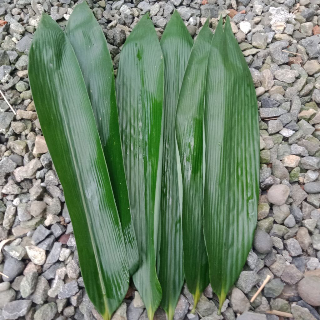 

DaunBambu ,bungkus bacangmurah lebar 9x 40cm100lembar