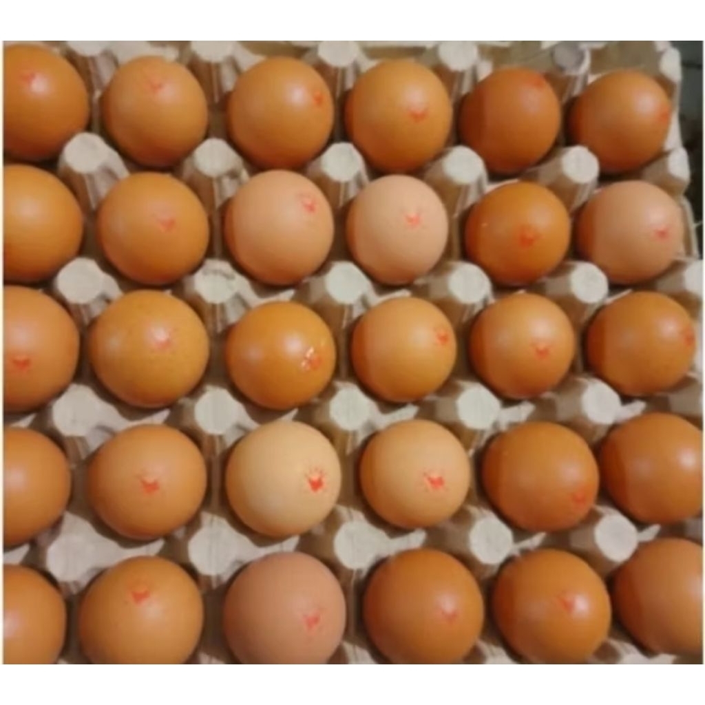 

15butir telur omega Royal + 15 butir telur Omega Top