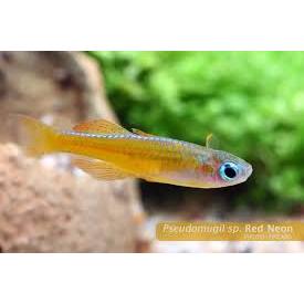 Ornamental Pseudomugil Paskai (Female)