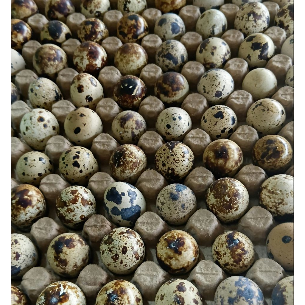 

telur puyuh 250gr