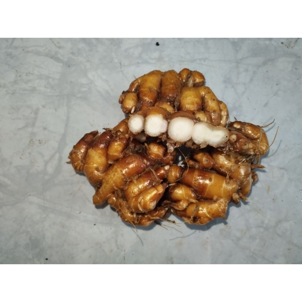 

KENCUR SEGAR 3KG