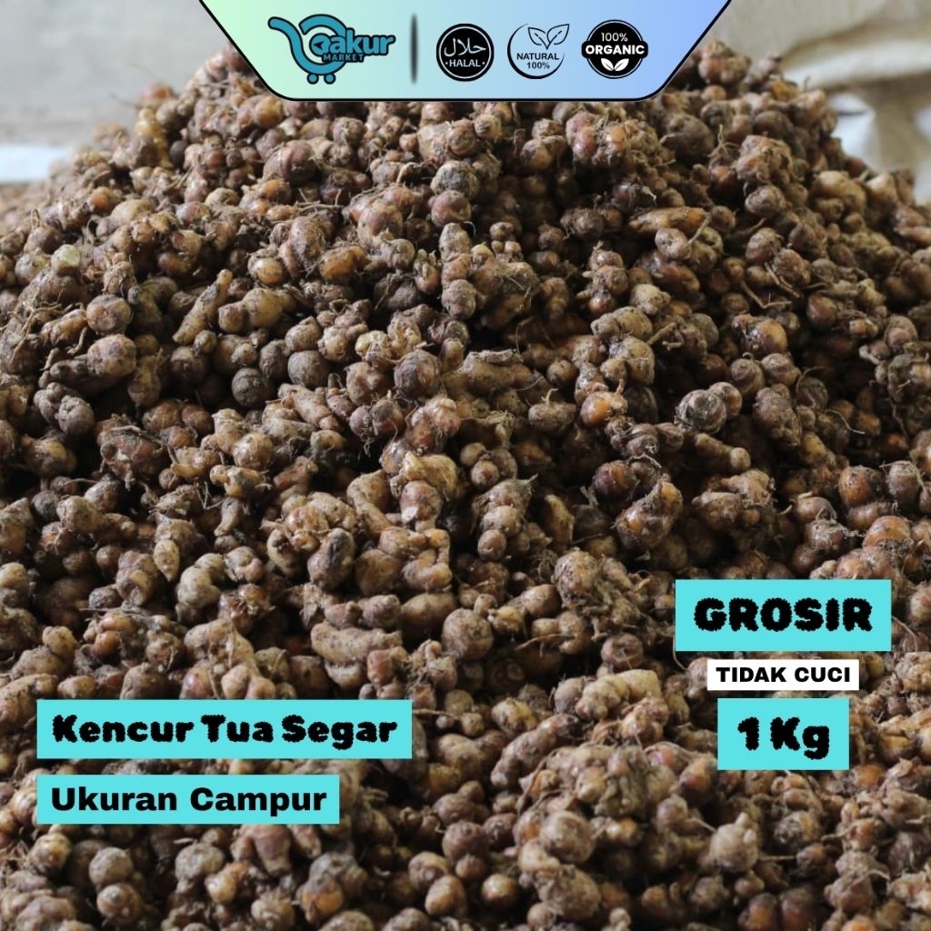 

[GROSIR] Kencur Tua 1 kg Segar Panen Baru Bumbu Dapur Herbal Asli Naringgul Cianjur Selatan