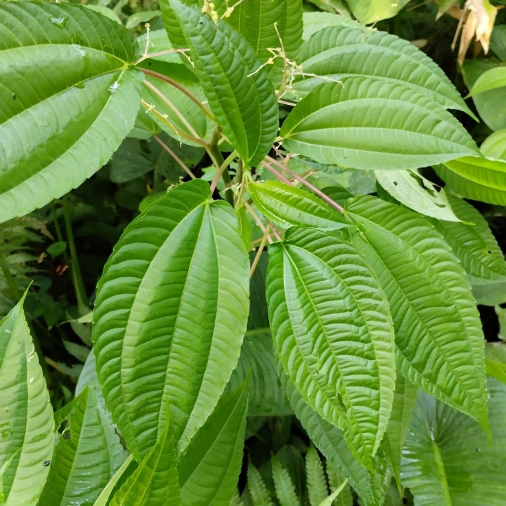 

daun pohpohan segar lalapan per ikat