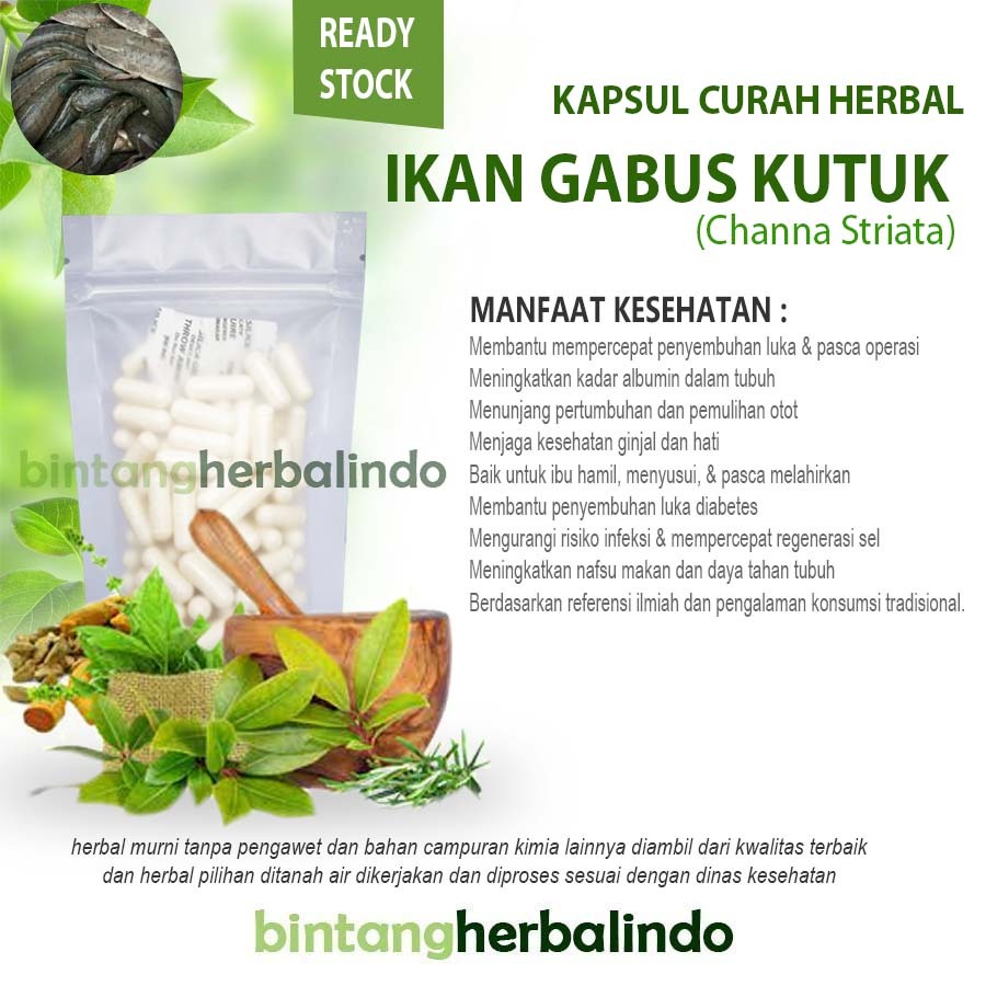 Kapsul Curah Ikan Gabus kutuk 200x500mg Herbal Albumin Tinggi Luka Operasi Diabetes Nutrisi Pemuliha