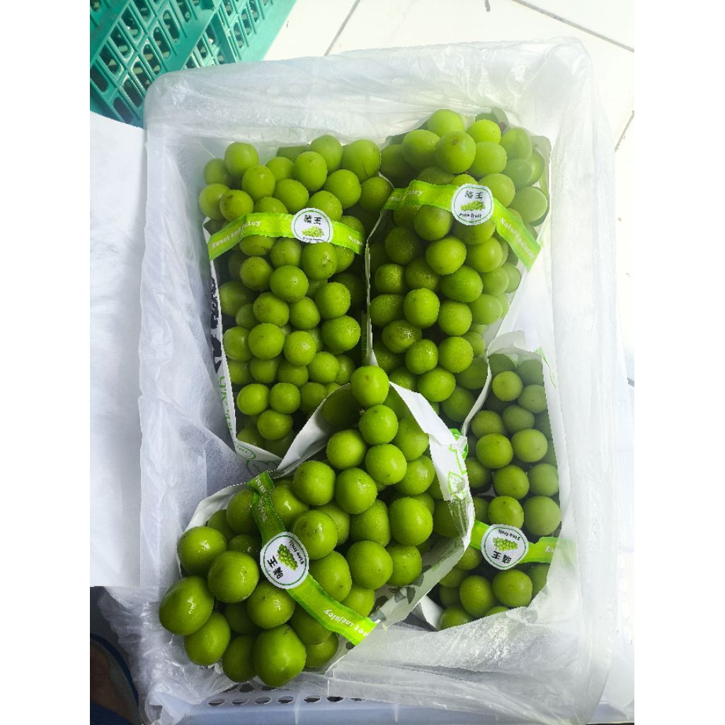 

Anggur Hijau Premium Muscat - Anggur Manis dan Fresh