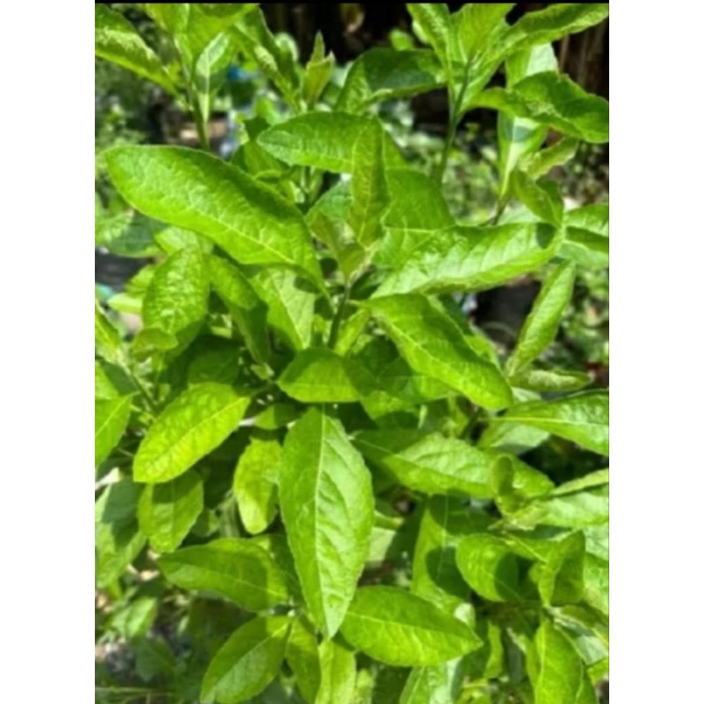 

daun sambung nyawa herbal alami 1 kg