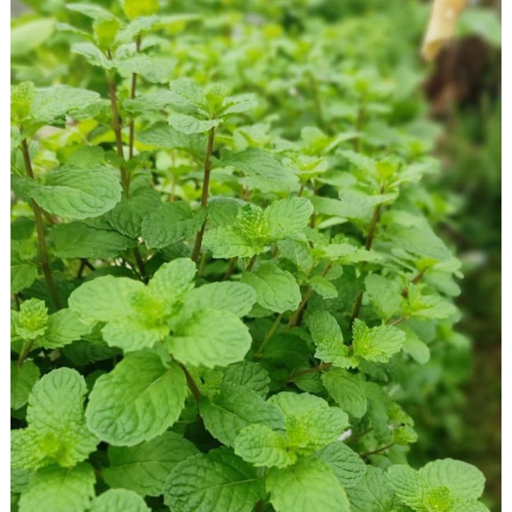 

Daun Mint Segar 250 gram tanpa batang Tanaman Herbal Untuk Minuman dll