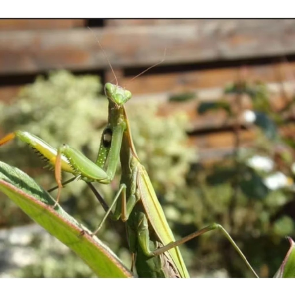 Belalang daun 1pcs