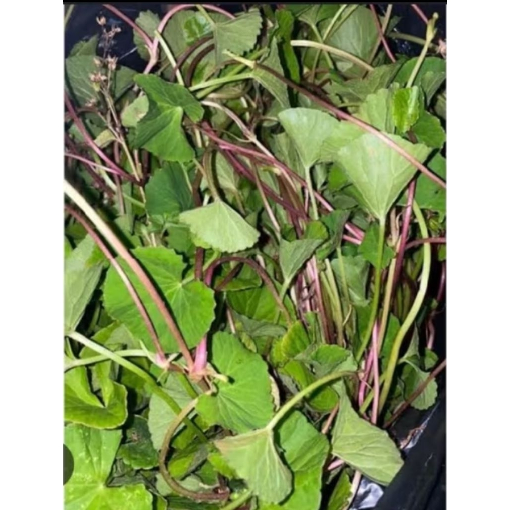 

Daun antanan segar 500gram