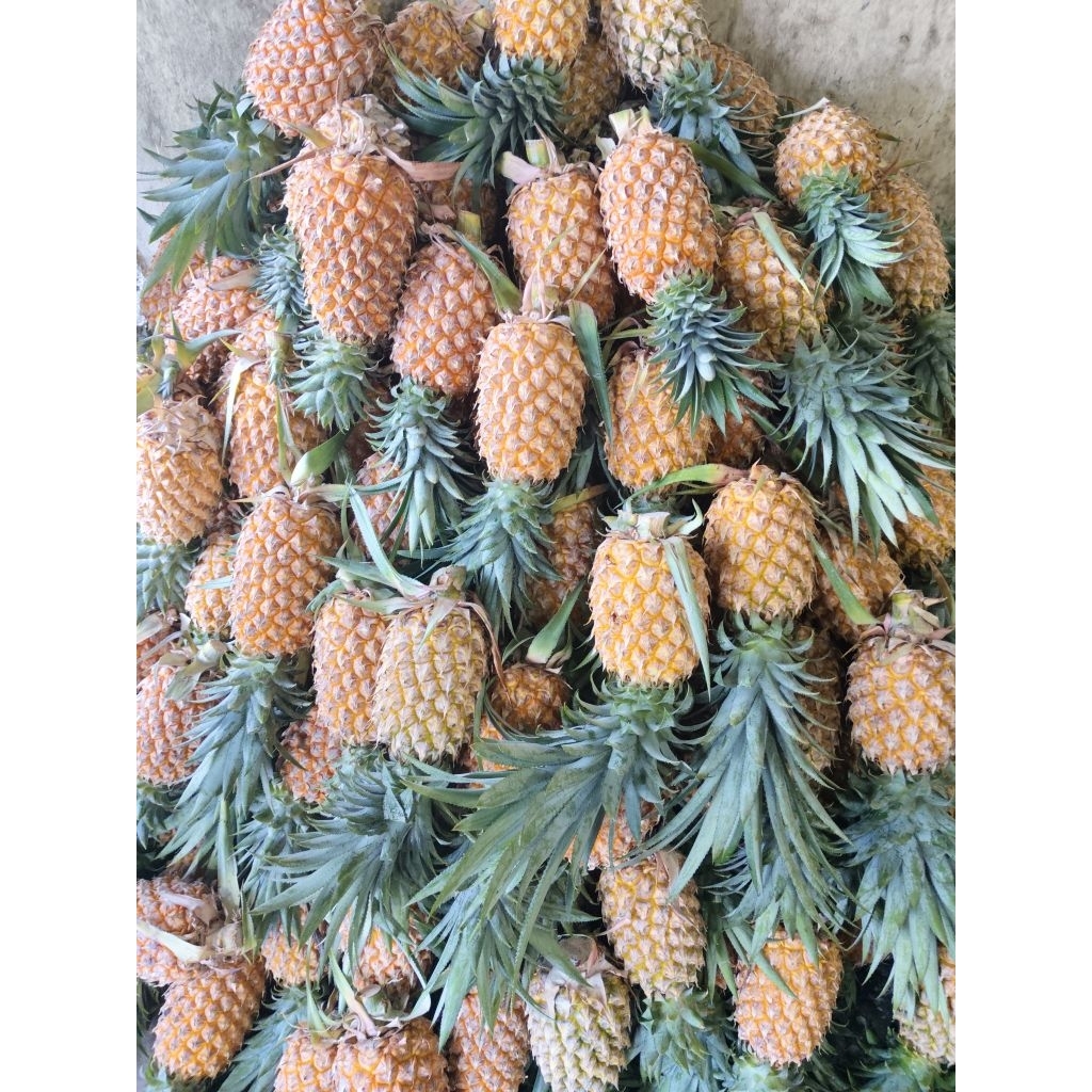 

Nanas Segar Palembang – 1 Buah Ukuran Sedang | Cocok untuk Jus / Selai