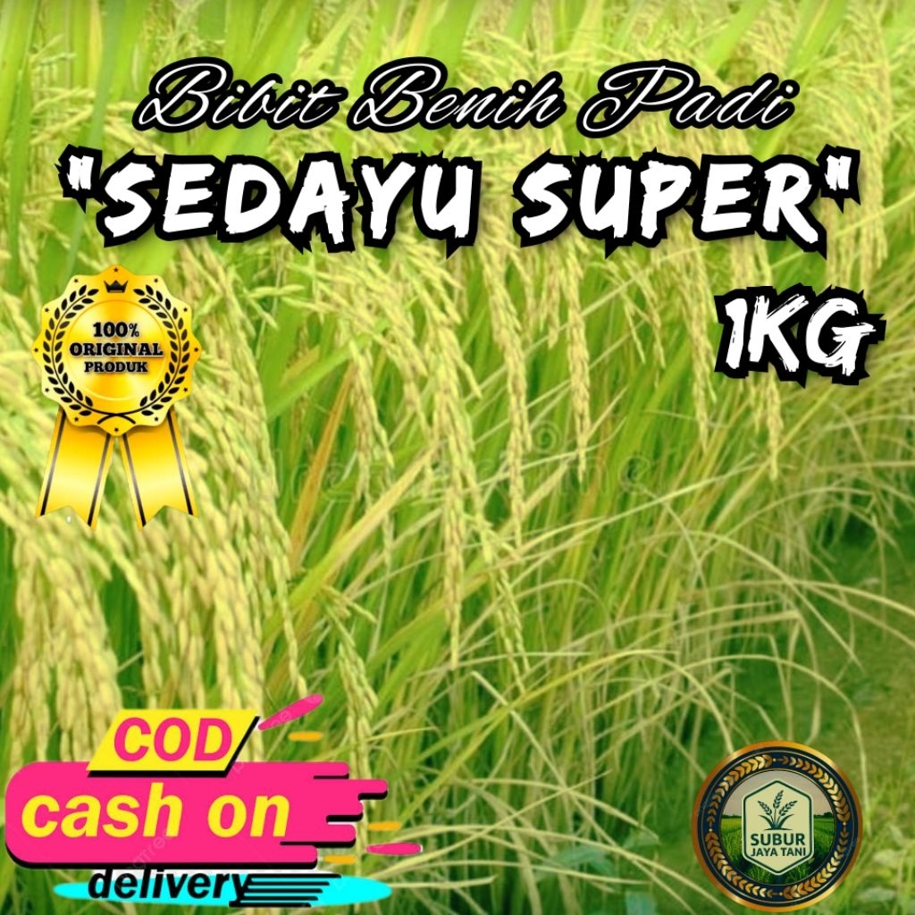Bibit/Benih Padi SEDAYU SUPER Benih padi super unggul berkualitas (1kg)