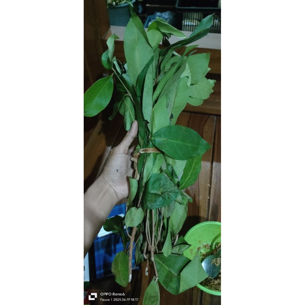 

daun salam penyedap makanan