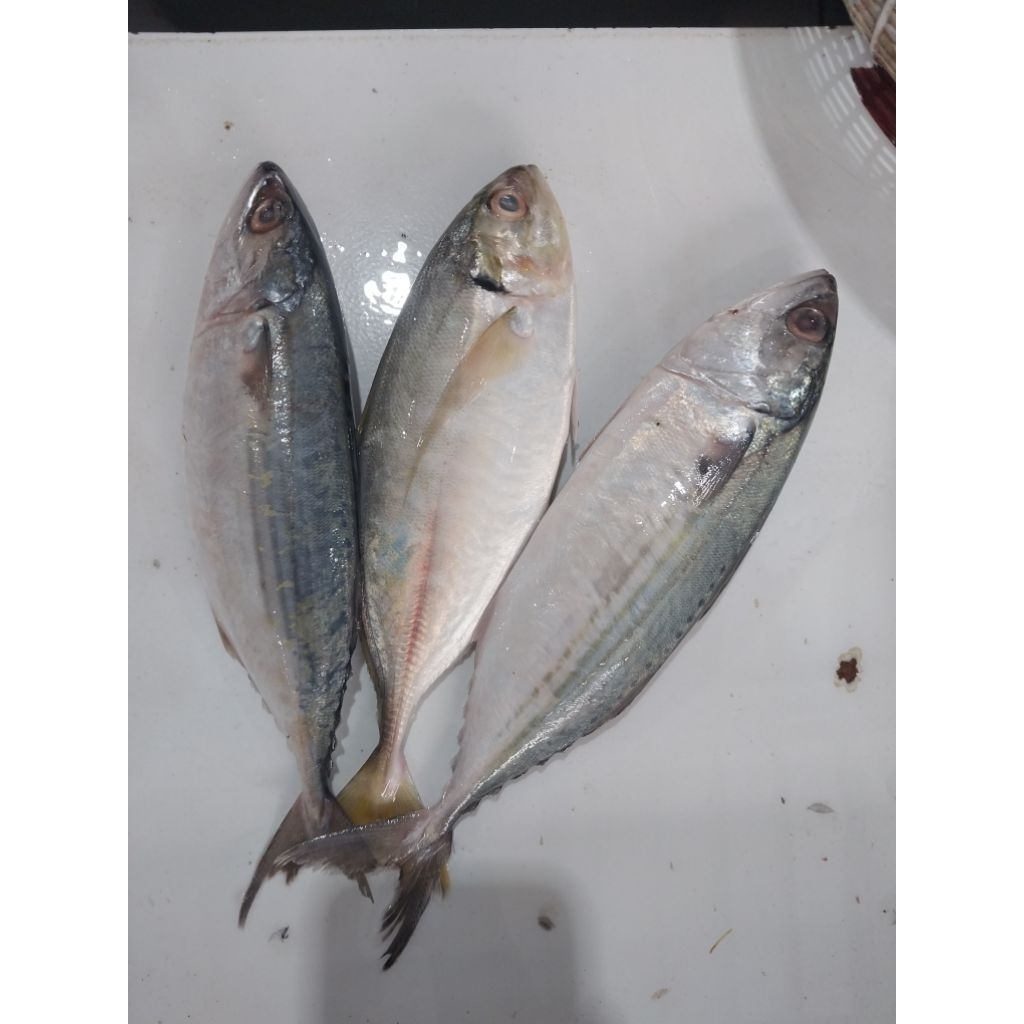 

IkanBandengCabutDuri