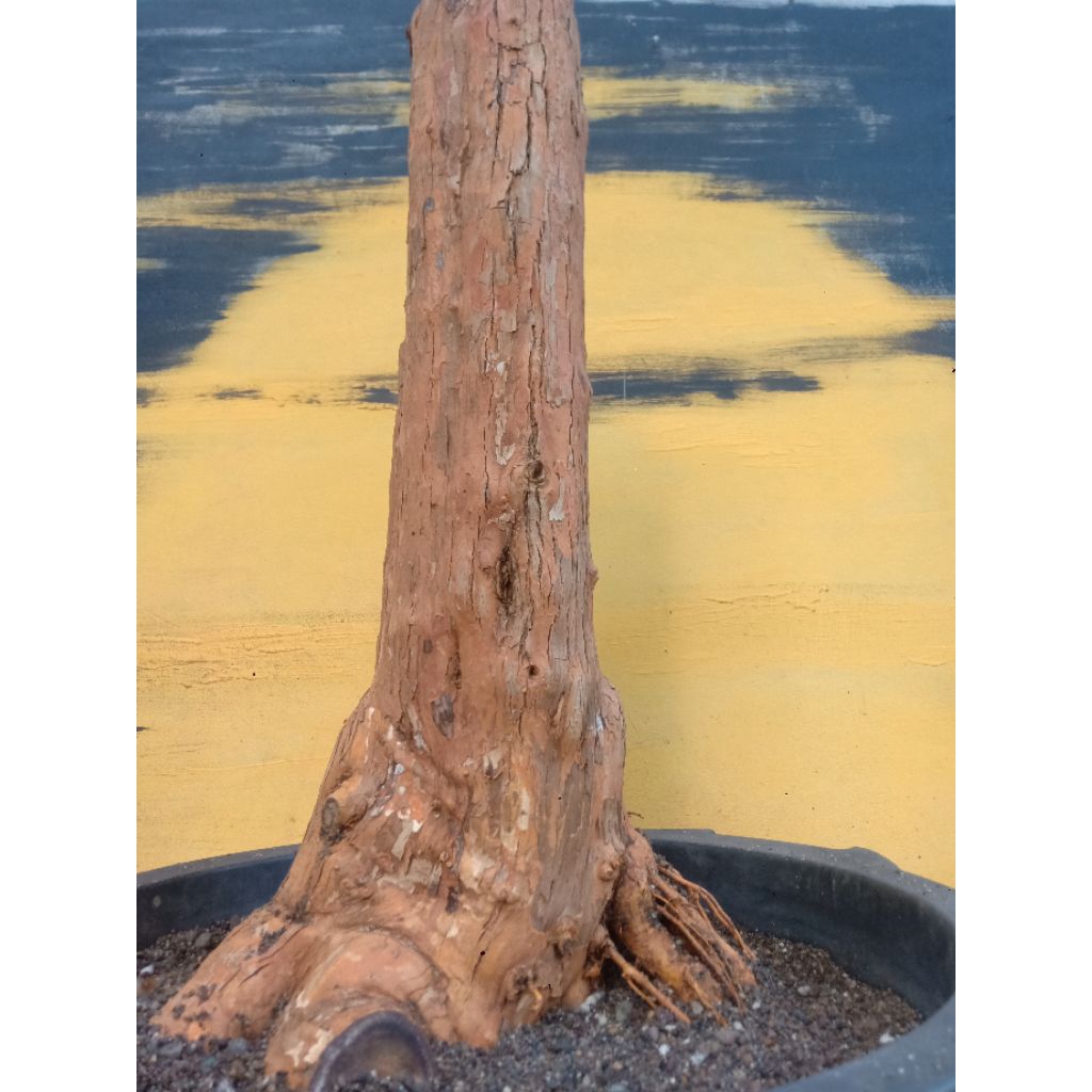 BAHAN BONSAI SISIR KALIAGE BOGEL FORMAL SUPER JUMBO