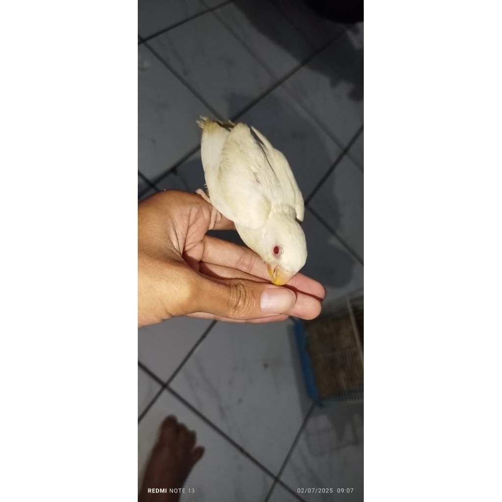 lovebird holand non klep roseicollis albino mata merah jinak mainan aman untuk anak