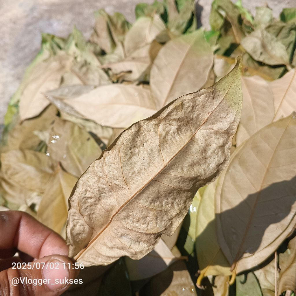 

Daun Salam Kering per 1/2 KG atau 500 Gram