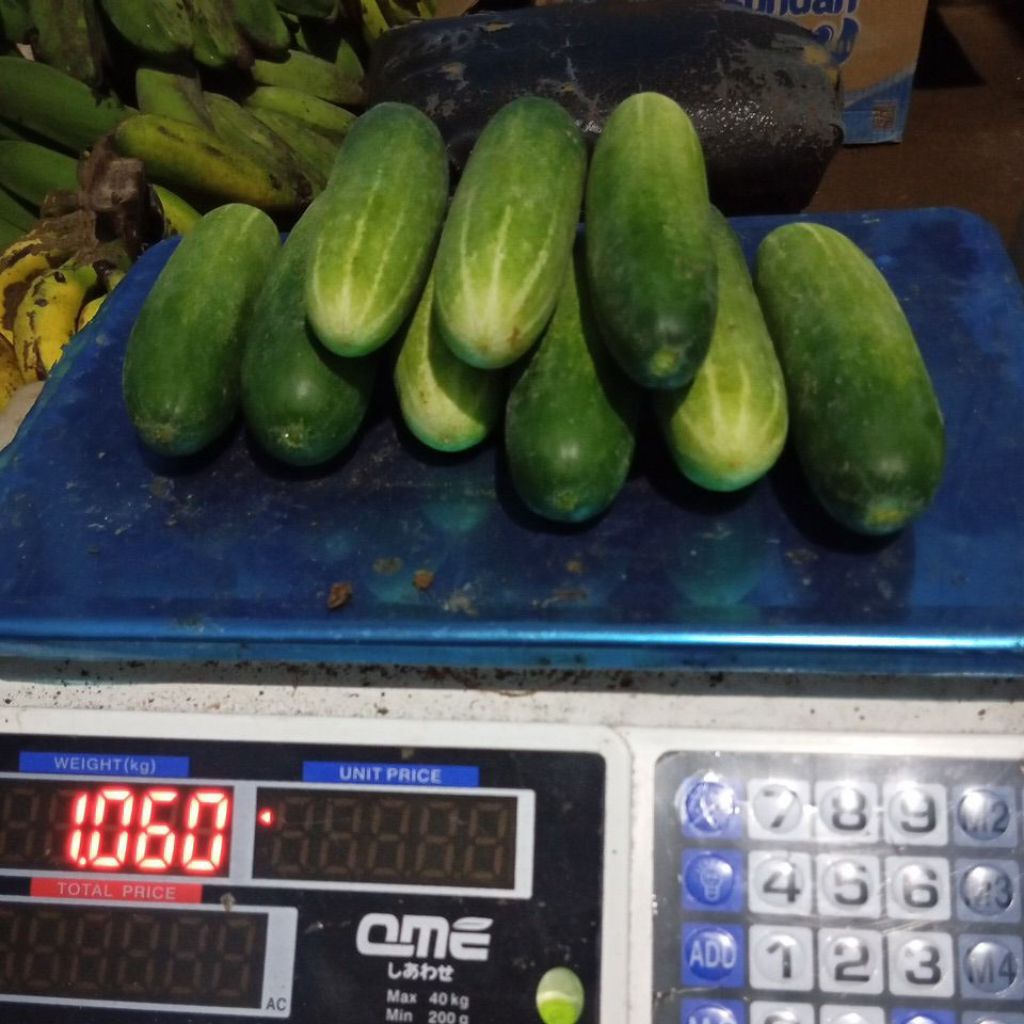 

TIMUN LALAB SEGAR 1000 GR