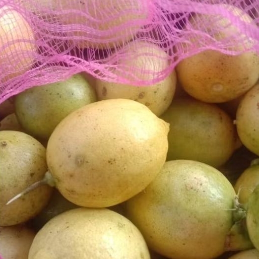 

jeruk lemon lokal harga murah banget