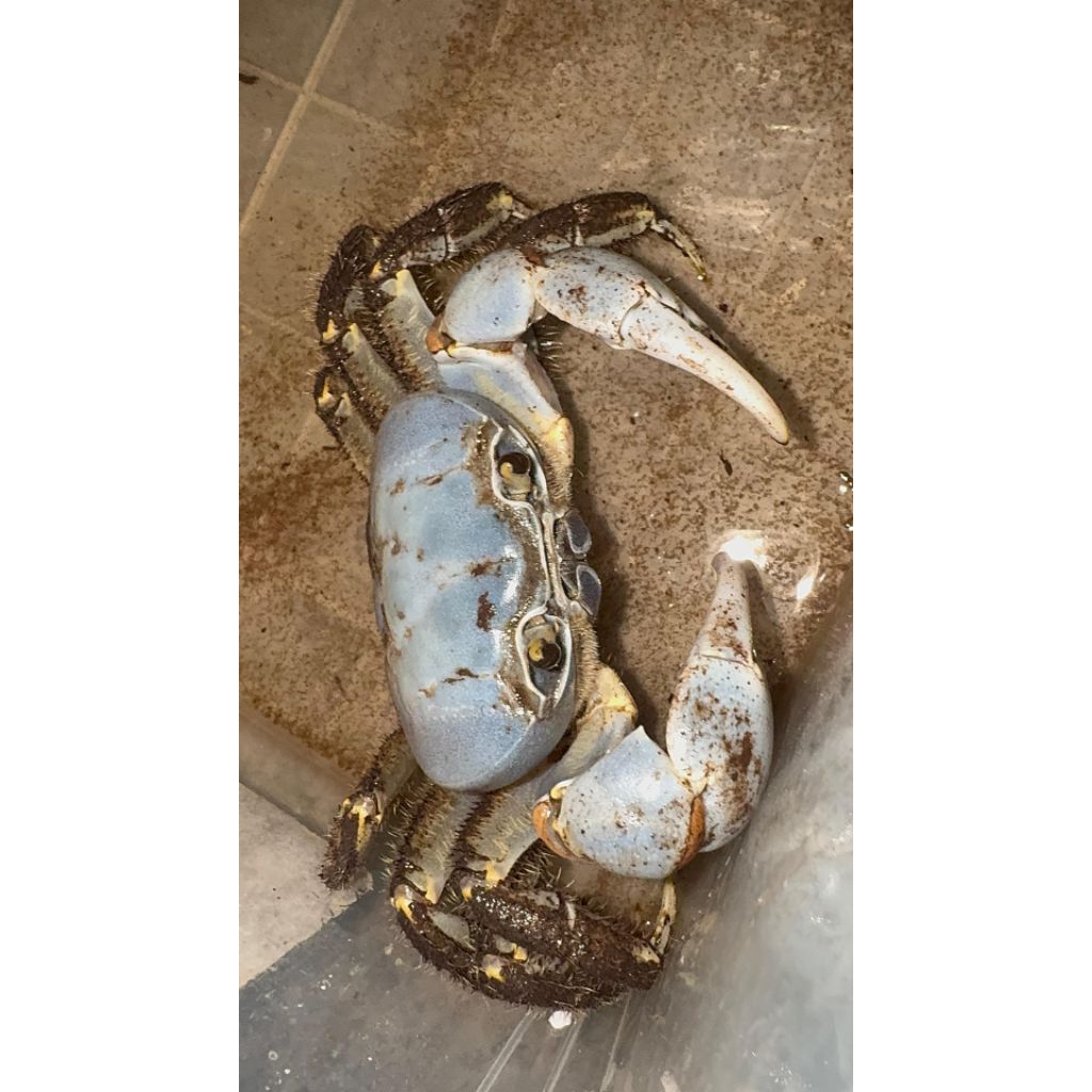 

Kepiting Hias Air Tawar tuerkayna celeste crab, Langka