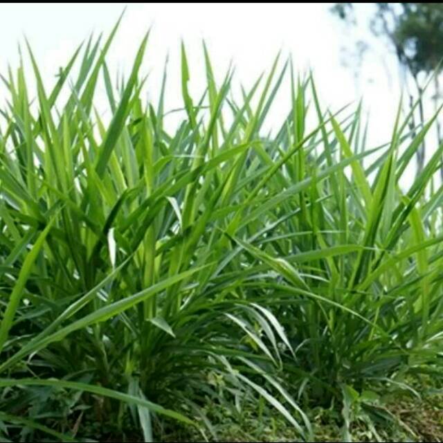 RUMPUT ODOT FRESH ATAUPUN FERMENTASI READY STOCK/ RUMPUT ODOT PAKAN TERNAK SAPI, KAMBING, KELINCI DL