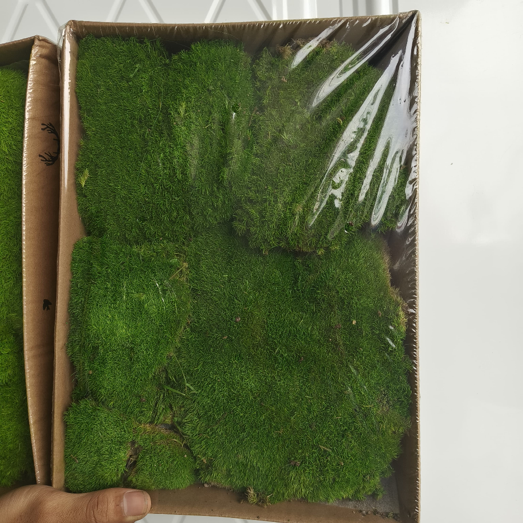 Lumut sintetis/Lumut premium/Lumut segar/Lumut artificial