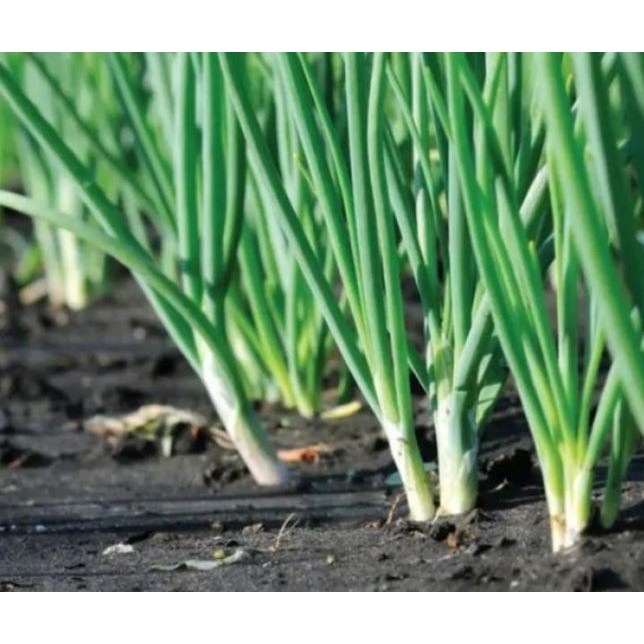 

DAUN BAWANG HIBRIDA BIBIT DAUN BAWANG FRAGRANT 10 BIJI BENIH DAUN BAWANG BERKUALITAS DAUN BAWANG