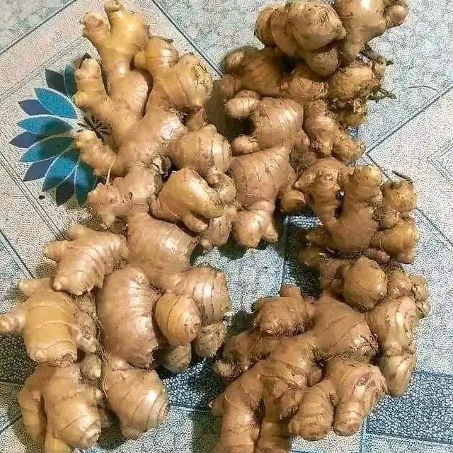 

Jahe Putih Bumbu Masakan Jauh Lebih Enak 1 KG