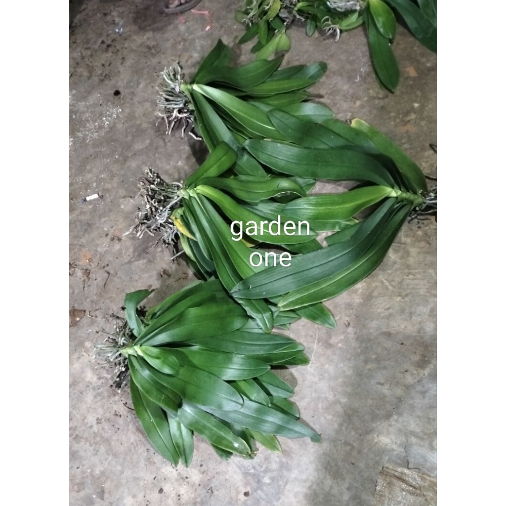 Anggrek Bulan Asli Remaja & Dewasa Besar/anggrek bulan bunga putih