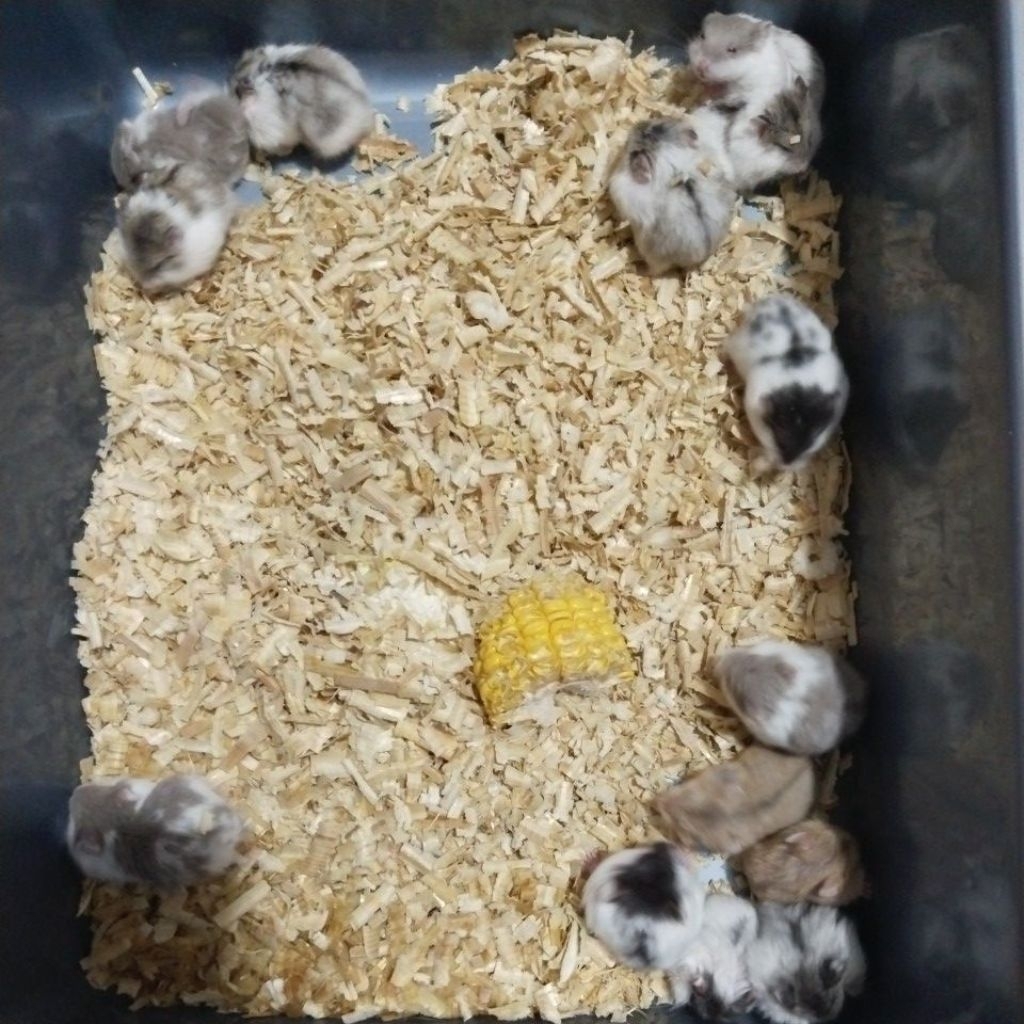 HAMSTER CHAMBEL PANDA