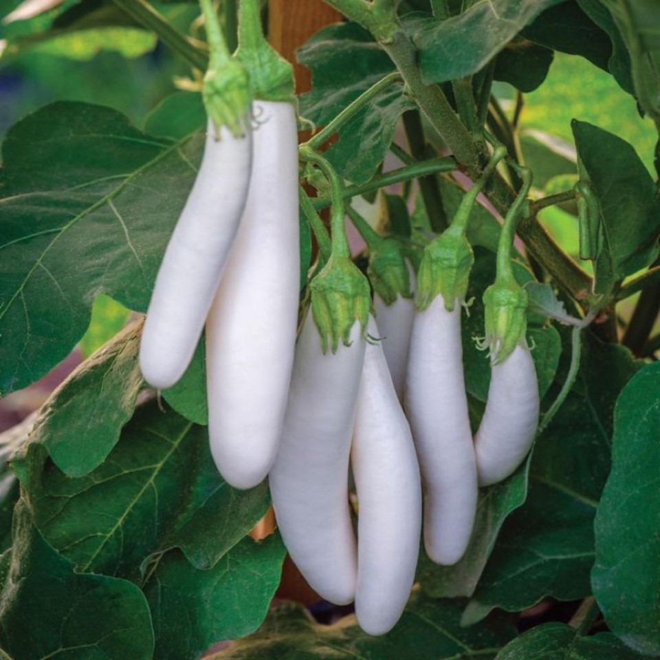 TERONG PUTIH BIBIT TERONG PUTIH PANJANG SUPER 10 BIJI BENIH TERONG PUTIH HIBRIDA SUPER BERKUALITAS