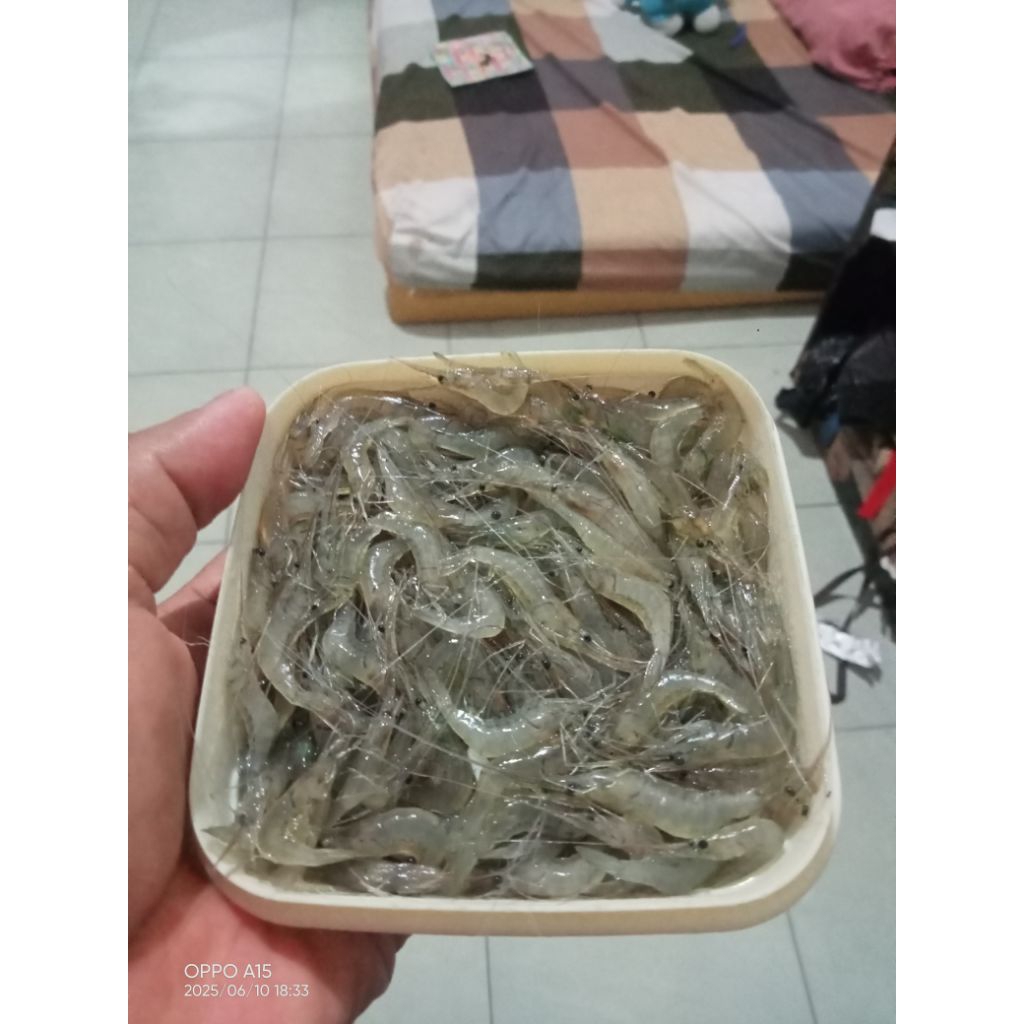 

Udang sawah/rawa isi150ekor