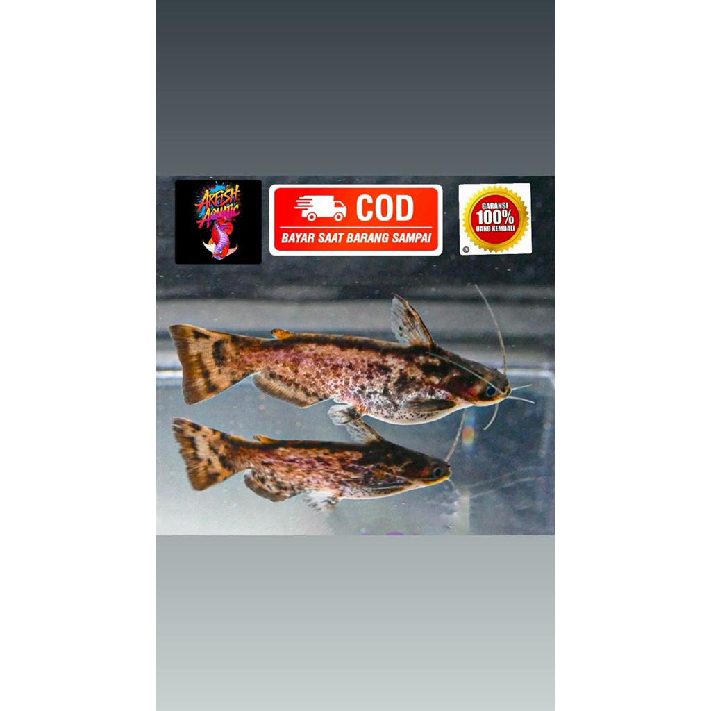 colombia catfish size 7-9cm garansi 100%