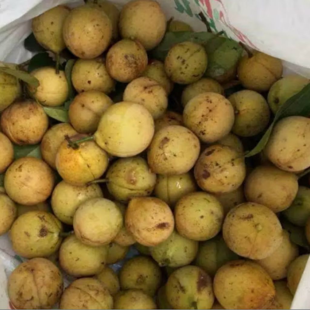 

1kg Buah pala segar harga terjangkau