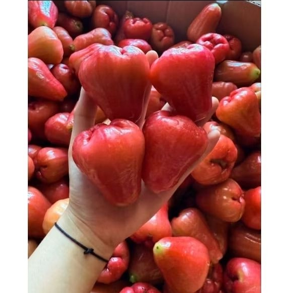 

Jambu Air Citra 1kg