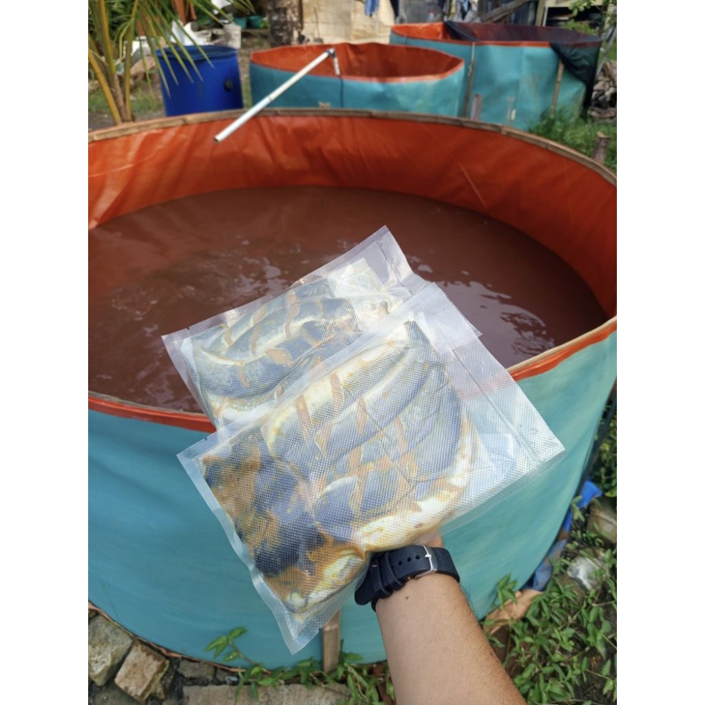 

Lest 'Go BUMBU KUNING [ FROZEN ] Lele Marinasi tinggal Goreng