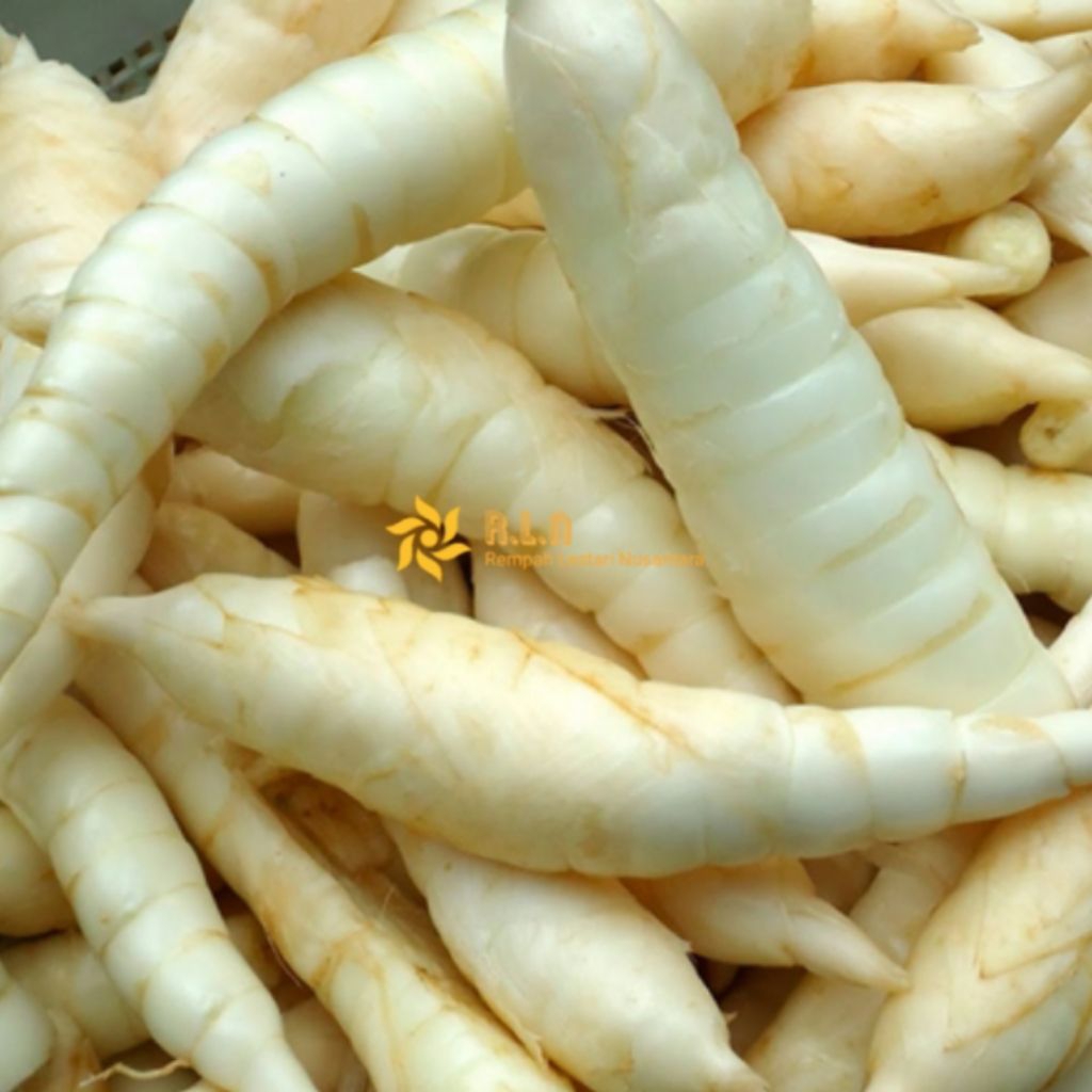 

Umbi Garut | umbi terigu | segar dan fresh 1kg