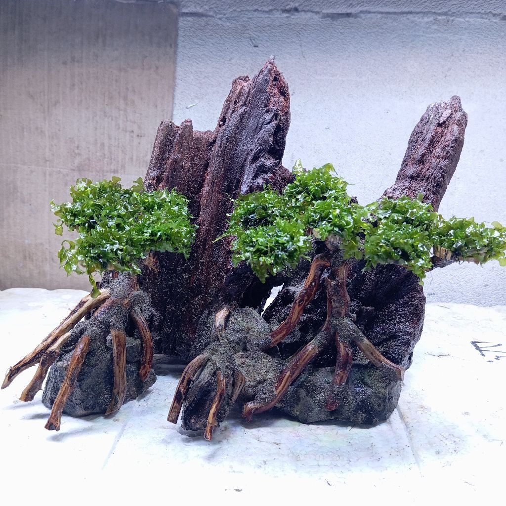 Bonsai aquascape/hardscape