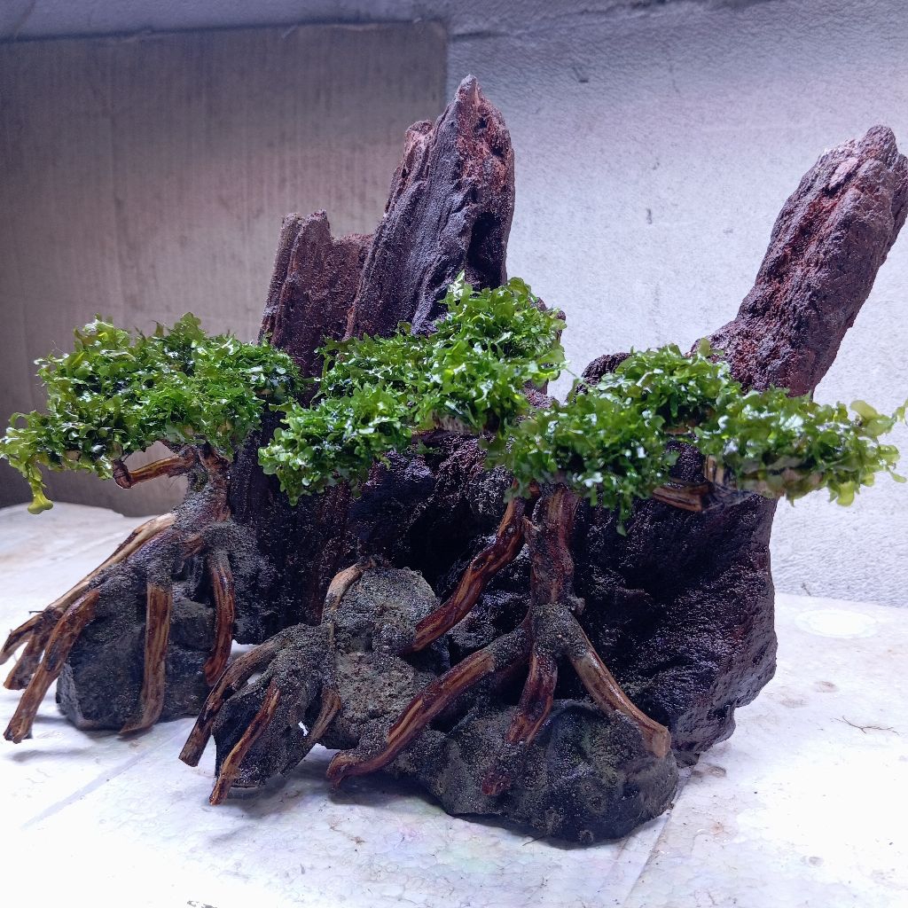 Megumiyee_ Bonsai Aquascape/Hardscape