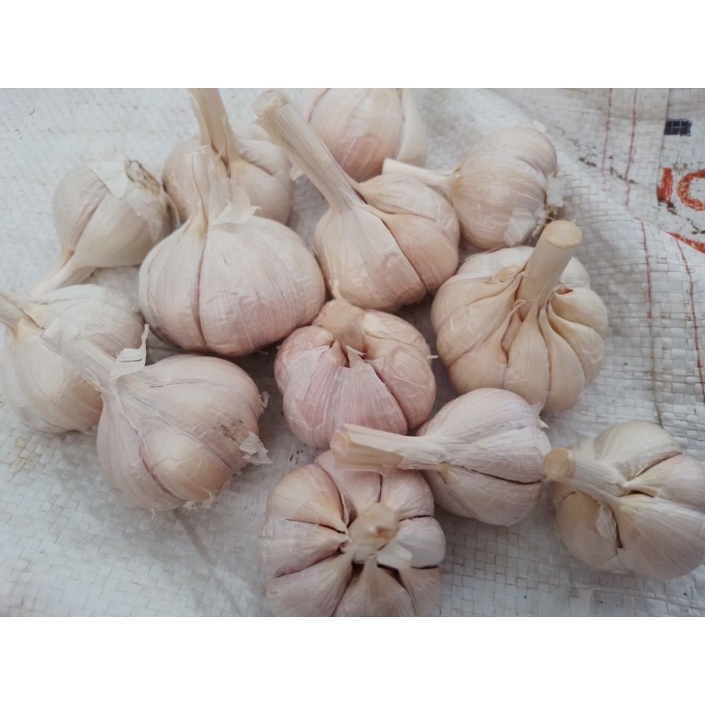 

Bawang kating 500 gram