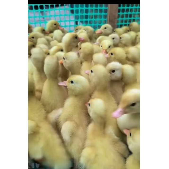 ECERAN DOD BEBEK PECKING | Bebek peking - Bebek pedaging - Sudah divaksin