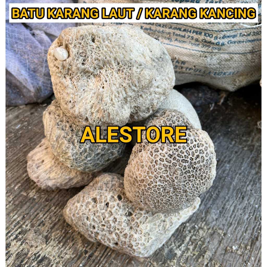 Batu Karang Bunga/Karang Kancing/Karang meteor Natural karang Batu dekorasi Aquarium Laut Aquascape