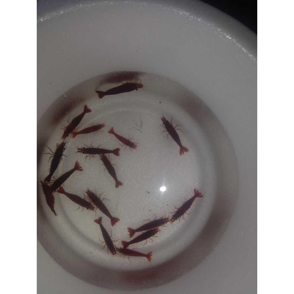 

udang hias blodi mery 50 ekor