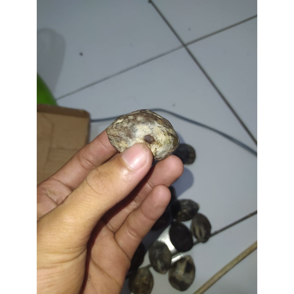 muncang adu jawaan anak Lk