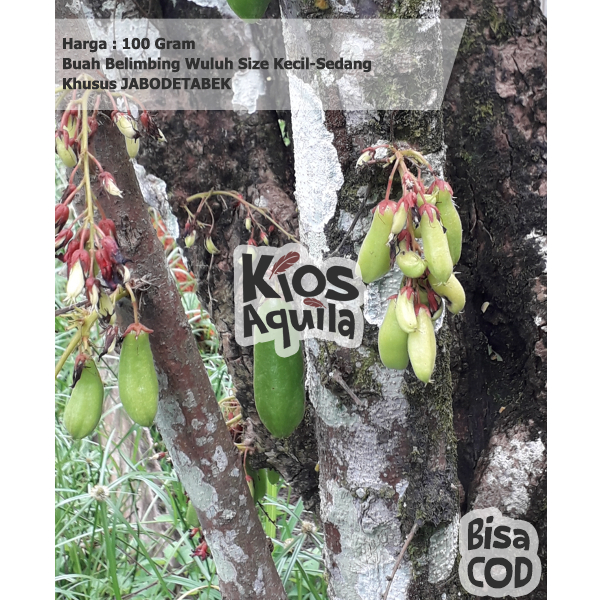 

Belimbing Wuluh Segar 100 gr Size Kecil-Sedang Petik Dadakan Saat ada Pesanan fresh Belimbi Calincing