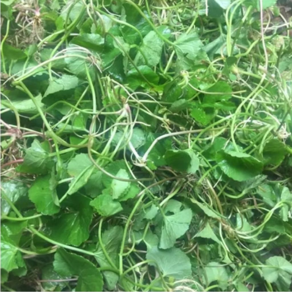 

Daun antanan segar 1 kg daun pegagan obat herbal alami/lalapan