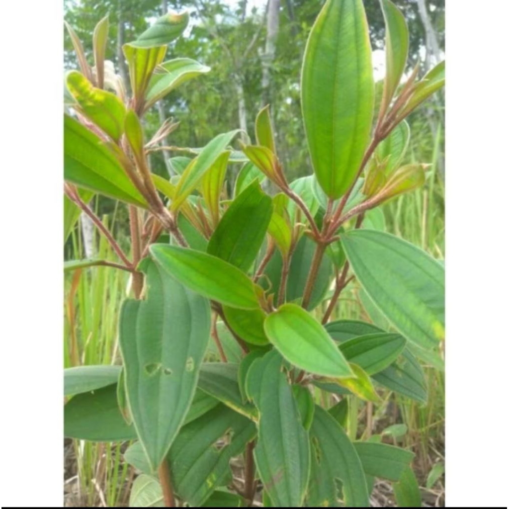 

Daun harendong 1kg obat herbal alami,obat tradisinal