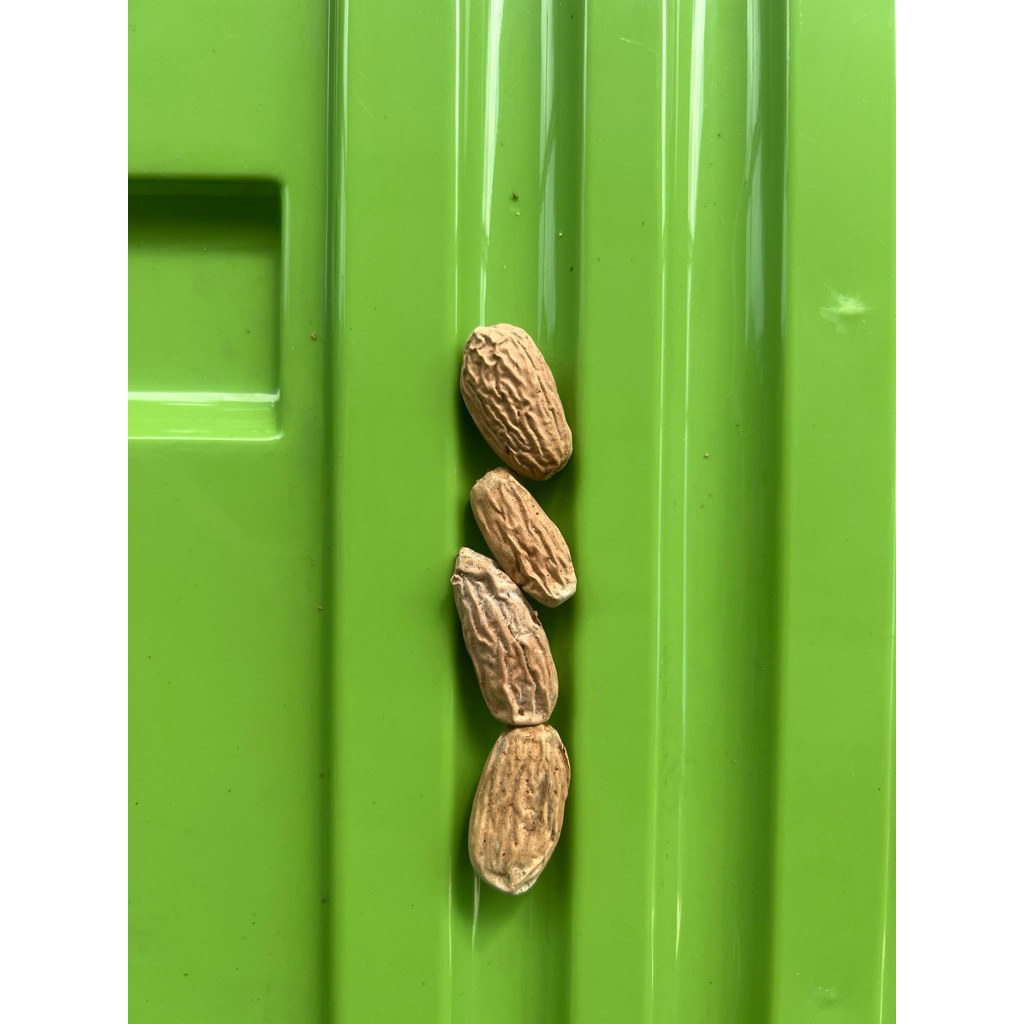 

Biji Pala Fak Fak Papua (Kualitas Sedikit berkeriput) 1kg