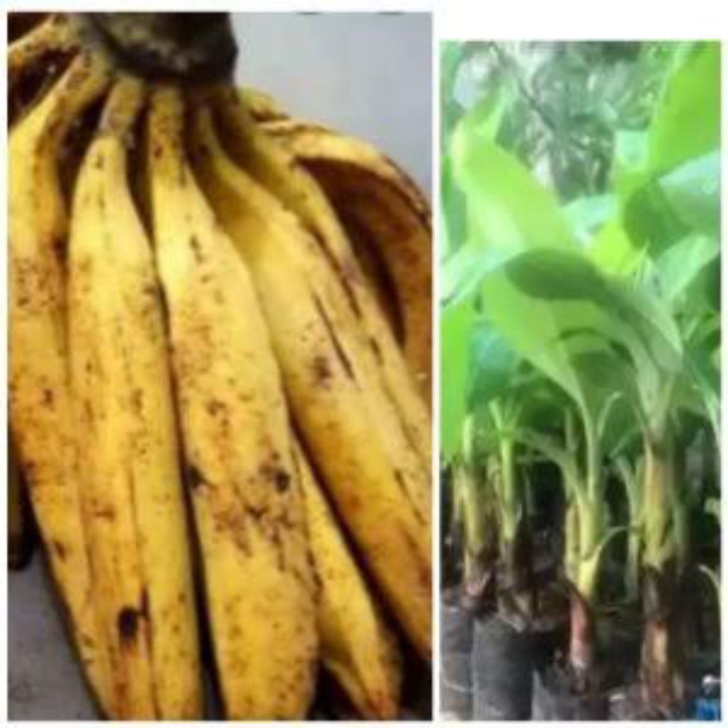 

bibit unggul pisang tanduk